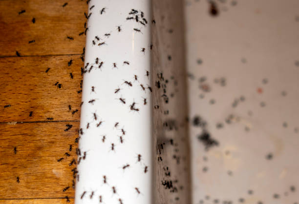 Best Rat Extermination Near Me  in Riesel, TX